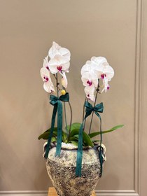 تصویر گلدان ارکیده 