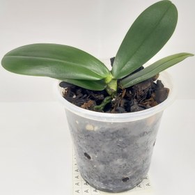 تصویر نشا گل ارکیده فالانوپسیس ا Phalaenopsis orchid seedling Phalaenopsis orchid seedling