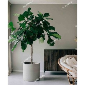 تصویر لیراتا بزرگ FL02 