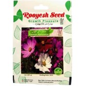 تصویر بذر گل ستاره ای الوان 