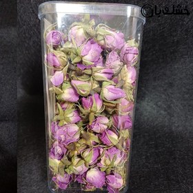 تصویر غنچه گل محمدی 