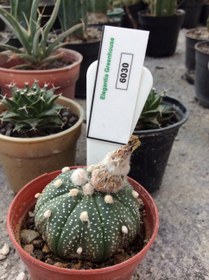 تصویر بذر کاکتوس آستریاس کاباتو ELG.6030 - بسته 10 عددی Astrophytum Asterias kabuto ELG.6030