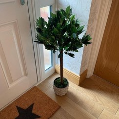 تصویر برگ بو برای تزئین حیاط مدرسه‌ها 