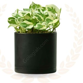 تصویر پتوس ارتشی 