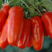 تصویر بذر گوجه فرنگی سان مارزانو (موزی) 20 عددی 