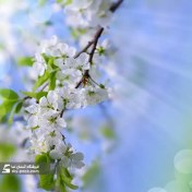 تصویر آسمان مجازی طرح شکوفه 
