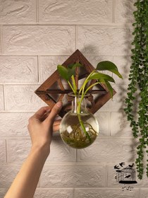 تصویر گیاه پتوس سنتی 