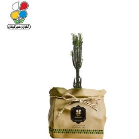 تصویر گیاه طبیعی افوربیا قرمز گلباران 