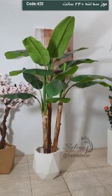 تصویر درختچه موز مصنوعی ۲۴۰ سانت سه تنه 