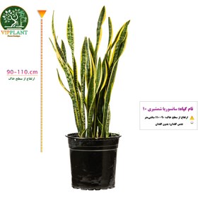 تصویر سانسوریا شمشیری سایز 10 (گلدان پلاستیکی) Sansevieria