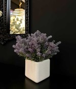 تصویر گل اسطوخودوس 