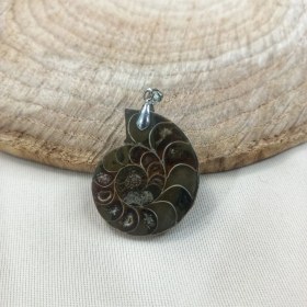 تصویر فسیل های آمونیت Ammonite fossils
