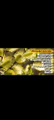 تصویر عرق بیدمیشک Salix aegyptiaca