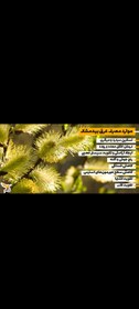 تصویر عرق بیدمیشک Salix aegyptiaca