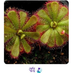 تصویر گیاه تراریومی ذروزرا (گوشتخوار) 