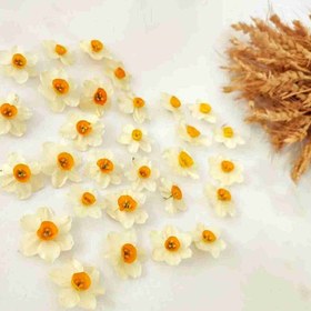 تصویر پک گل خشک نرگس 