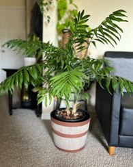 تصویر خرید نخل شامادورا برای دکوراسیون مدرن و مینیمال 