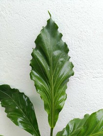 تصویر آنتوریوم موج عشق 