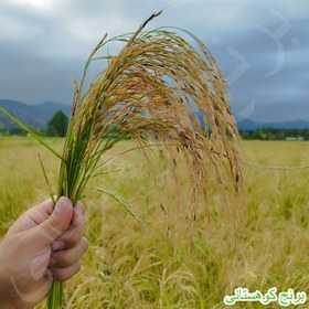 تصویر برنج ریزه هاشمی 10 کیلویی 