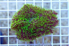 تصویر ماشروم پرزدار سبز نئون Neon green Hairy Mushroom Coral