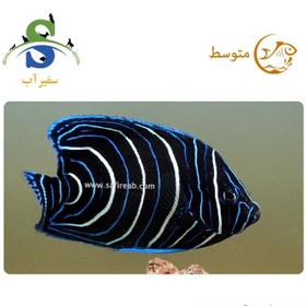 تصویر ماهی فرشته قرآنی 