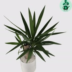 تصویر یوکا تنه دار 