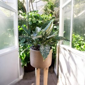 تصویر گل روز ولنتاین 