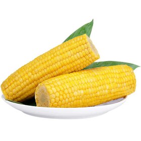 تصویر ذرت شیرین nongsao 