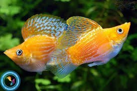 تصویر ماهی مولی بالن قرمز 