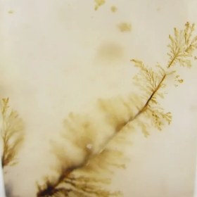 تصویر سنگ شجر کد 2313 