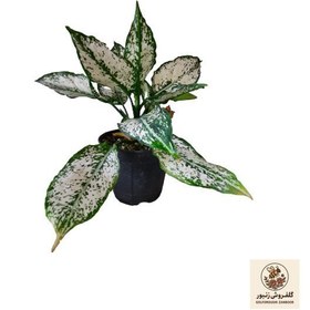 تصویر گیاه طبیعی اگلونما کد aglo02 | کد: ZNB-4J0 