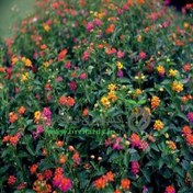 تصویر بذر گل شاهپسند ،پرگل، الوان 