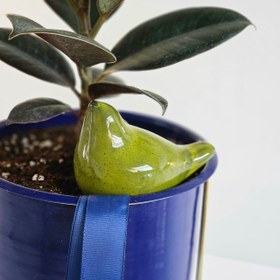 تصویر گلدان گیاه فیکوس 