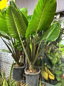 تصویر بابا آدم 