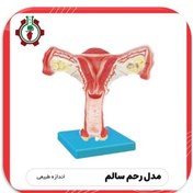 تصویر مولاژ رحم سالم Model of a healthy uterus