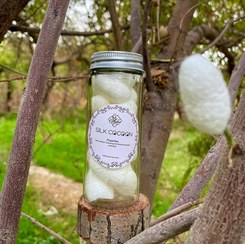 تصویر پیله ابریشم 