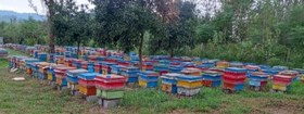 تصویر فروش کندو زنبور عسل ۳ تا ۵ قاب نژاد کارنیکا سری a 