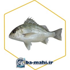 تصویر ماهی سنگسر 
