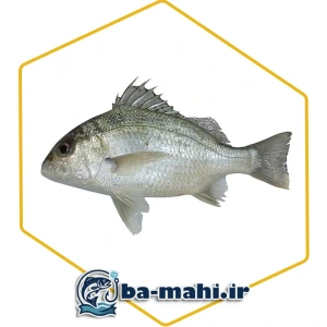 تصویر فروشگاه با ماهی