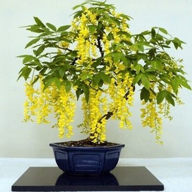 تصویر بذر درخت باران طلایی بسته 15 عددی 