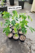 تصویر نهال پاپایا ردلیدی پاکوتاه Papaya plant