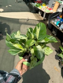 تصویر پتوس منجولا نشایی 