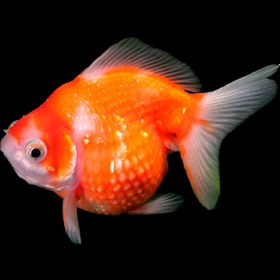 تصویر ماهی گلدفیش پرلسکال (فلس مرواریدی) 