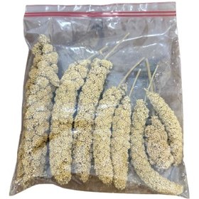 تصویر ارزن خوشه ای 