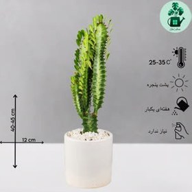 تصویر افوربیا تریگونا 