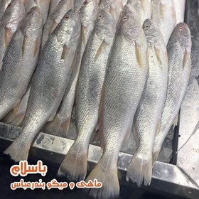 تصویر ماهی شوریده درجه 1 جنوب سایز متوسط دو عدد 1 کیلو تازه و صید روز ( 1 کیلوگرم ) 