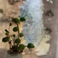 تصویر درخت جاویدان (7) 