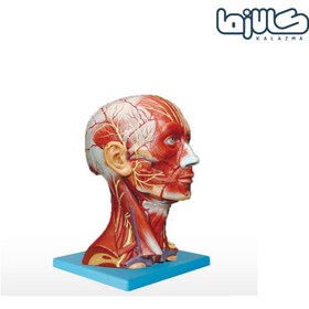 تصویر مولاژ عضلات سر و گردن 