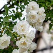 تصویر بذر گل رز رونده سفید بسته 6عددی 