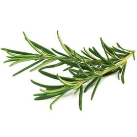 تصویر بذر رزماری 10 عددی 